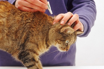 Cum să eliminați puricii de la o pisică, remedii pentru purici, sfaturi utile
