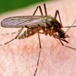 Cum să vă protejați de țânțarii din casă și de pe stradă