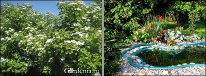 viburnum a kertben, a szépség és előnyök