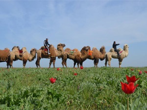 Turul Kalmykia - vindecători și șamani din Kalmykia, excursii la Kalmykia