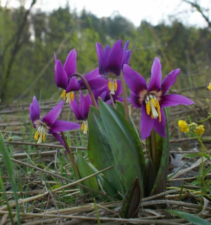 Erythronium (eritronium) ültetés és gondozás, a fajok és fajták, fotók