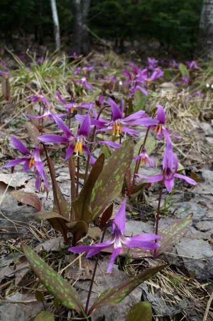 Erythronium (eritronium) ültetés és gondozás, a fajok és fajták, fotók