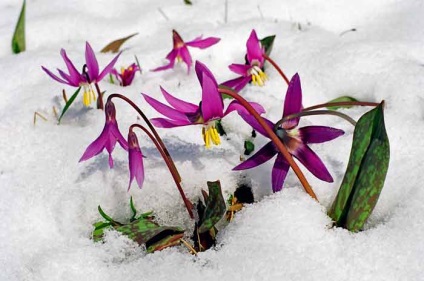 Kandyk (eritroniu) plantare și îngrijire, specii și soiuri, fotografie