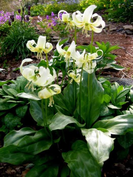 Erythronium (eritronium) ültetés és gondozás, a fajok és fajták, fotók