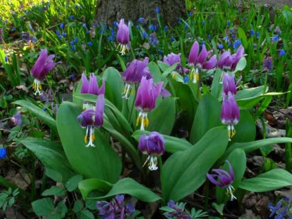 Erythronium (eritronium) ültetés és gondozás, a fajok és fajták, fotók