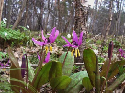 Erythronium (eritronium) ültetés és gondozás, a fajok és fajták, fotók