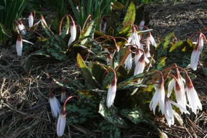 Erythronium (eritronium) ültetés és gondozás, a fajok és fajták, fotók