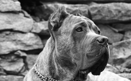 Cane Corso - istorie, caracter, intelect și psihologie, conținut