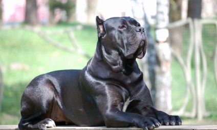 Cane Corso - istorie, caracter, intelect și psihologie, conținut