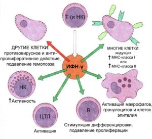 Краплі в ніс виферон при нежиті дітям інструкція із застосування