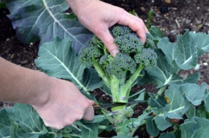 Broccoli varză, plantare și îngrijire în aer liber