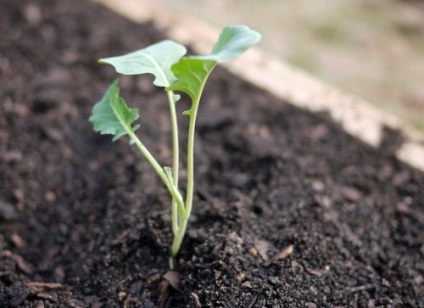 Broccoli varză, plantare și îngrijire în aer liber