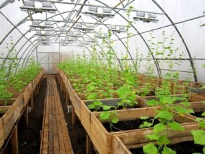 üvegházak kezük keret a főbb üvegházak, a szükséges anyagokat az építési üvegházak (üvegház) üvegházak kezük keret a főbb üvegházak, a szükséges anyagokat az építési üvegházak