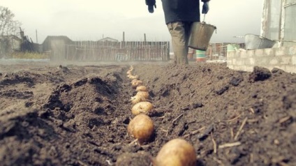 Картопля сорту Каратоп характеристика і опис, хвороби і шкідники