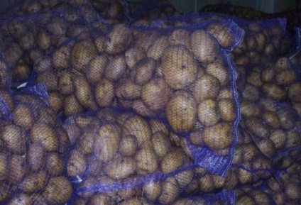 Картопля сорту зекура характеристика і опис, хвороби і шкідники