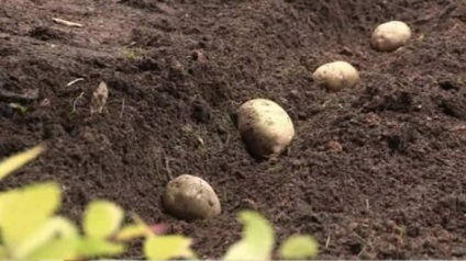Potato zekura descrierea soiului, caracteristici, demnitate, calendarul de plantare, recenzii