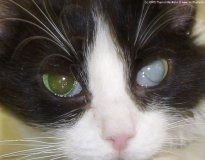 Катаракта у собак і кішок лікування катаракти