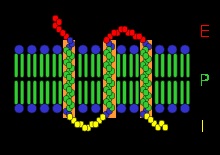 Receptor celular