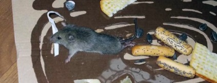 Adeziv de la șobolani și alte șoarece de instrucțiuni pentru șoareci