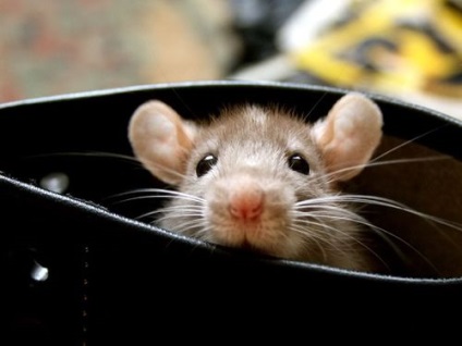 Lipiciul de la șoareci și șobolani revizuiește modul de spălare, spălare, curățare