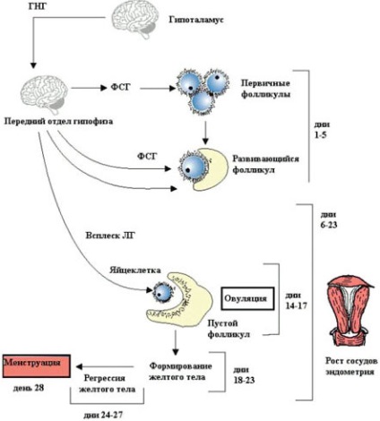 Menopauza (menopauza) este