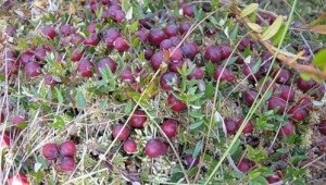 Când și unde să se adune cranberries