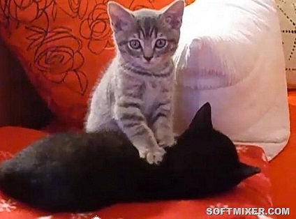 Котячий масаж чому вони роблять це (гифки)