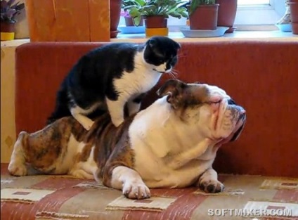 Котячий масаж чому вони роблять це (гифки)