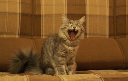 Pisica sau pisica screamuri de ce o pisica sau o pisica castrata striga