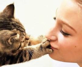 Кот або кішка кричить чому кастровані кіт або кішка кричить