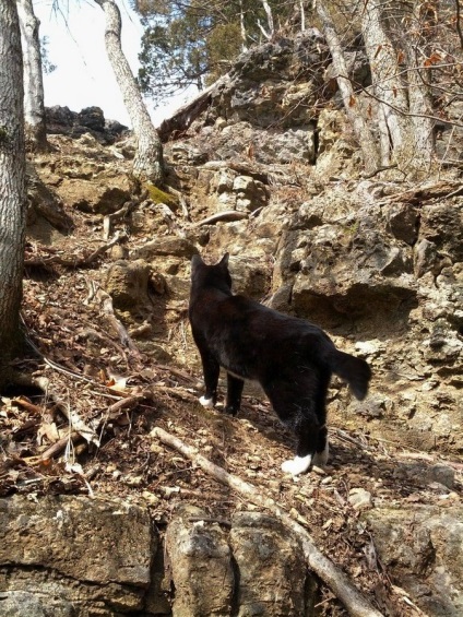 Cat-alpinist, va arata calea))