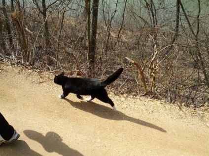 Cat-alpinist, va arata calea))