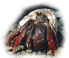 Pustnicul de crab (coenobita clypeatus) pustnicul crabului terestru, îngrijirea de întreținere a captivității, hrănirea,