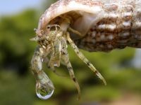 Краб відлюдник (coenobita clypeatus) сухопутний краб відлюдник, зміст догляд неволі, годування,