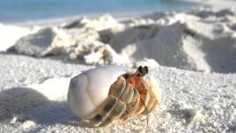 Pustnicul de crab (coenobita clypeatus) pustnicul crabului terestru, îngrijirea de întreținere a captivității, hrănirea,