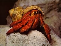 Краб відлюдник (coenobita clypeatus) сухопутний краб відлюдник, зміст догляд неволі, годування,