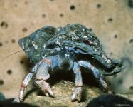 Pustnicul de crab (coenobita clypeatus) pustnicul crabului terestru, îngrijirea de întreținere a captivității, hrănirea,