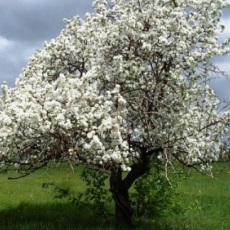 Krupnomery cumpăra krupnomery în gradina grădină imperială centru