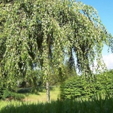 Великі рослини купити крупномери в садовому центрі imperial garden