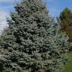 Великі рослини купити крупномери в садовому центрі imperial garden