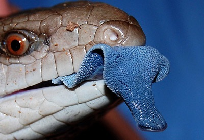 Cine sunt reptile și dacă trebuie să vă fie frică de șerpi