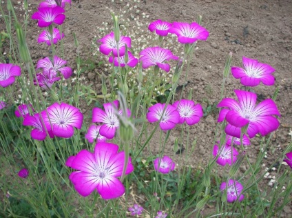 Kukol fotografie și specie, cultivarea și îngrijirea plantei