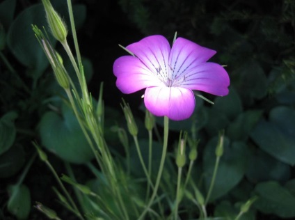 Kukol fotografie și specie, cultivarea și îngrijirea plantei