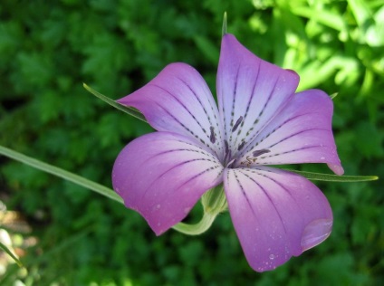 Kukol fotografie și specie, cultivarea și îngrijirea plantei