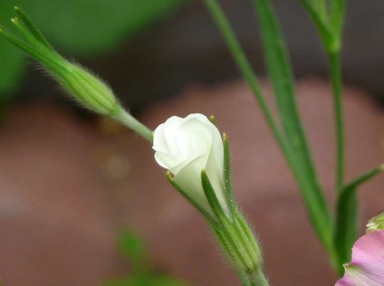 Kukol fotografie și specie, cultivarea și îngrijirea plantei