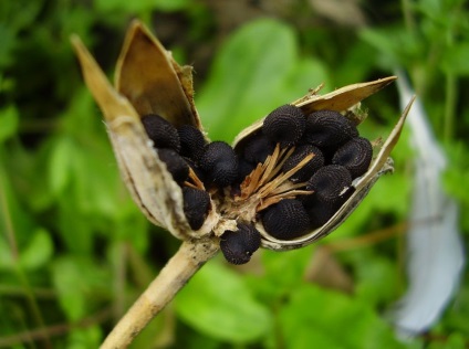 Kukol fotografie și specie, cultivarea și îngrijirea plantei