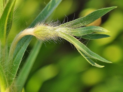 Kukol fotografie și specie, cultivarea și îngrijirea plantei