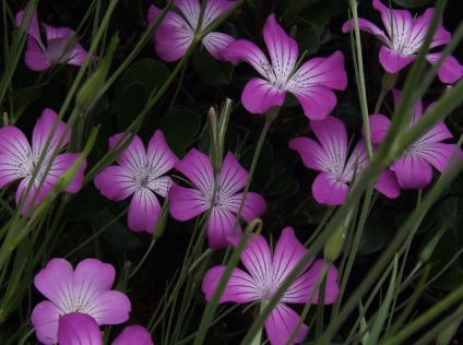 Kukol fotografie și specie, cultivarea și îngrijirea plantei