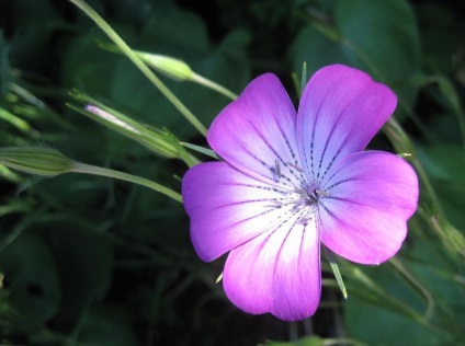 Kukol fotografie și specie, cultivarea și îngrijirea plantei