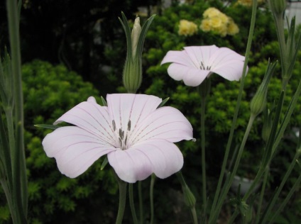 Kukol fotografie și specie, cultivarea și îngrijirea plantei